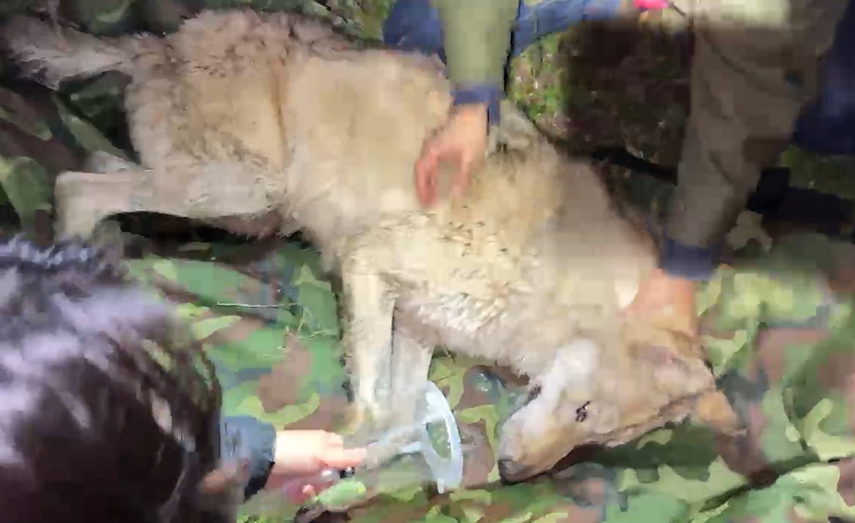 대전 오월드를 탈출한 늑대 ‘늑구’가 탈출 10일 만인 17일 0시 44분쯤 중구 안영동 대전남부순환고속도로 안영IC 인근에서 포획됐다. 2026.4.17 대전시 제공