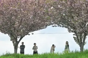 [포토] ‘만개한 겹벚꽃 사이로’