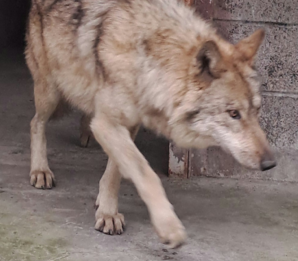 회복 중인 ‘늑구’