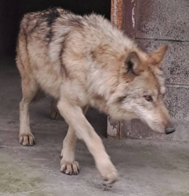 지난 17일 포획 후 낚싯바늘 제거 시술을 받고 회복 중인 늑구. 오월드 제공