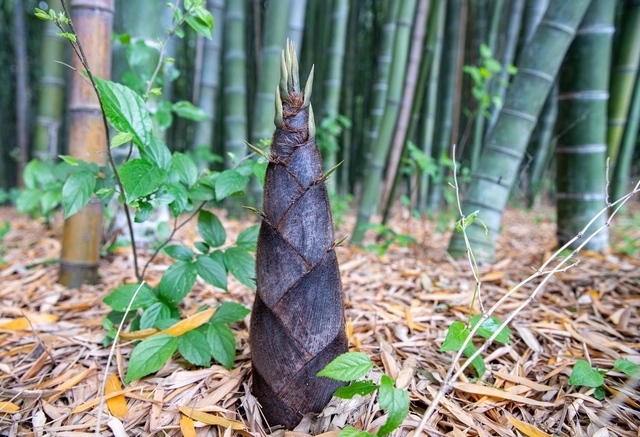 울산 태화강 국가정원 죽순. 서울신문DB