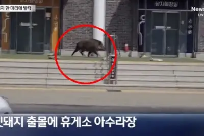 휴게소에 멧돼지가…女 화장실 문 ‘쿵쿵’에 ‘혼비백산’