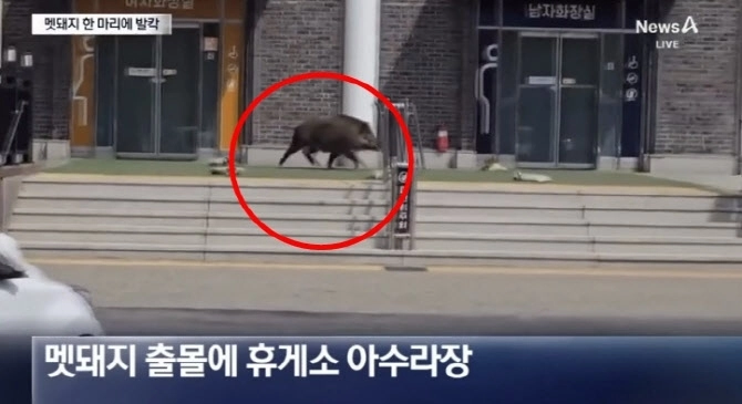 지난 14일 한 고속도로 휴게소에 멧돼지가 출몰해 시민들이 도망가는 일이 벌어졌다. 다행히 인명 피해는 발생하지 않았다. 채널A 화면 캡처