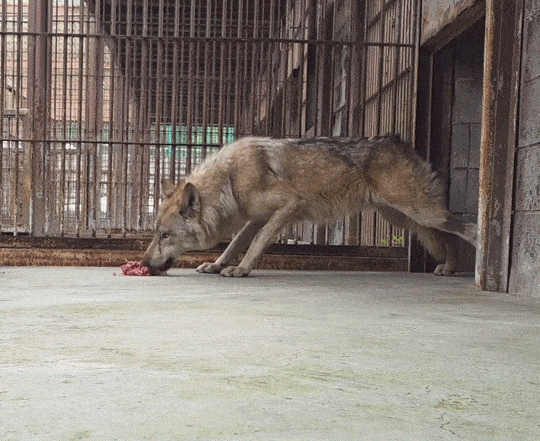 대전 동물원 오월드를 탈출했다가 9일 만에 생포돼 돌아온 늑대 ‘늑구’의 근황이 담긴 영상이 공개됐다. 오월드 인스타그램 갈무리