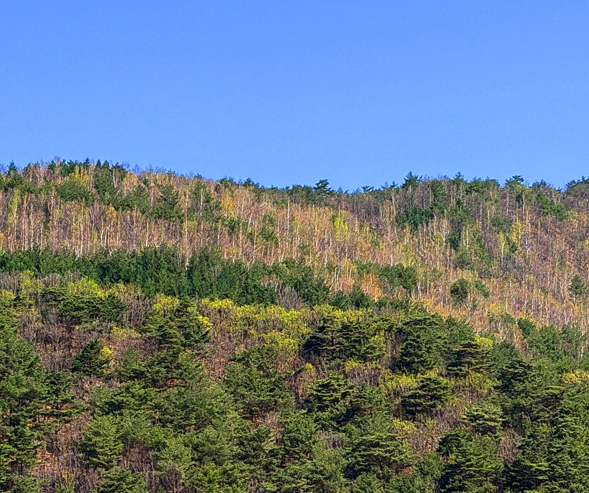 맑은 하늘 아래 피어난 봄