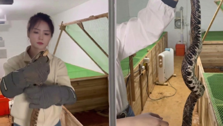중국에서 사무직을 그만두고 아버지를 도와 수만 마리의 독사를 기르며 연간 2억원이 넘는 수익을 올리고 있다는 한 여성의 사연이 알려져 화제다. 웨이보