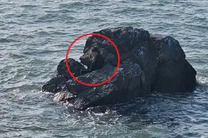 도대체 저기 왜…대부도 여행 갔다 갯바위서 잠든 女 밀물에 고립, 결국