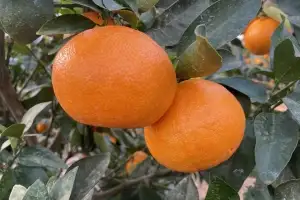 제주산 만감류 신품종 미래향, 올 추석시즌 조기 출하되나
