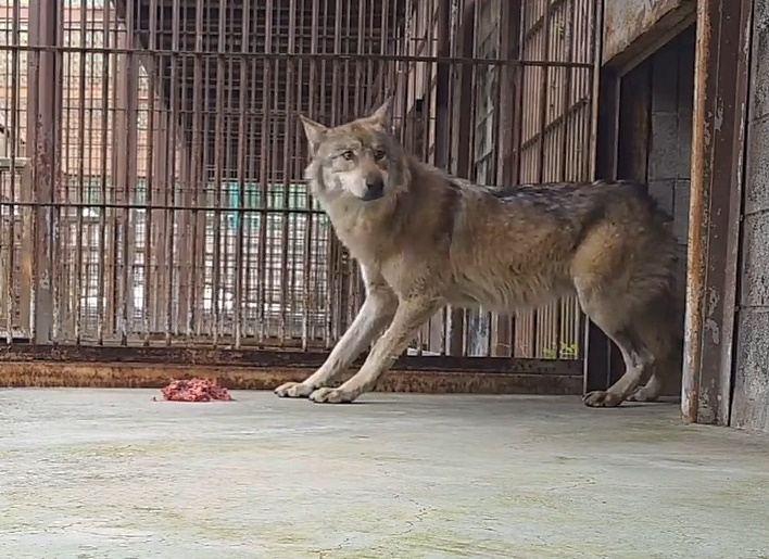 대전 동물원 오월드에서 탈출했다가 9일 만에 생포돼 돌아온 늑대 ‘늑구’. 오월드 인스타그램 캡처