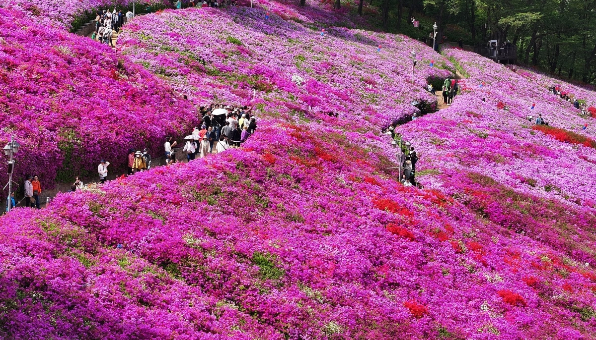 진분홍빛 철쭉 물결