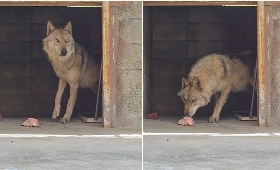 대전 오월드 측이 당분간 늑구의 소식을 전하지 않겠다고 밝혔다. 오월드 인스타그램 캡처