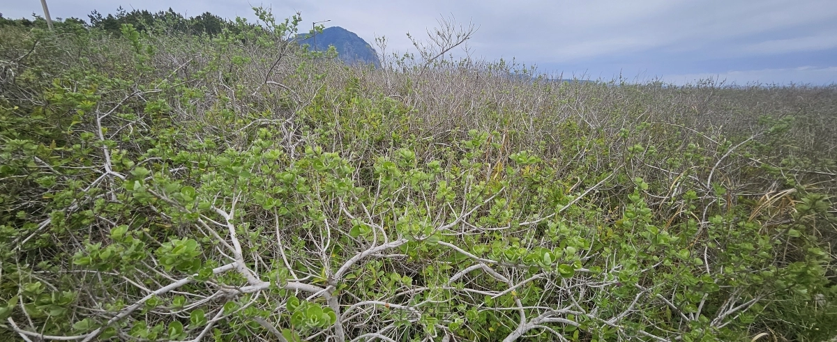 제주도 서귀포시 안덕면 사계해안에  해안사구의 ‘파수꾼’이자 ‘탄소 저장고’ 역할을 하는 제주 자생식물 순비기나무가 자라고 있다.