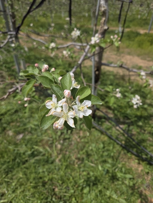 경북 청송군의 한 과수원에서 기습 한파로 사과꽃 가장자리가 얼어 갈변한 모습. 청송사과협회 제공