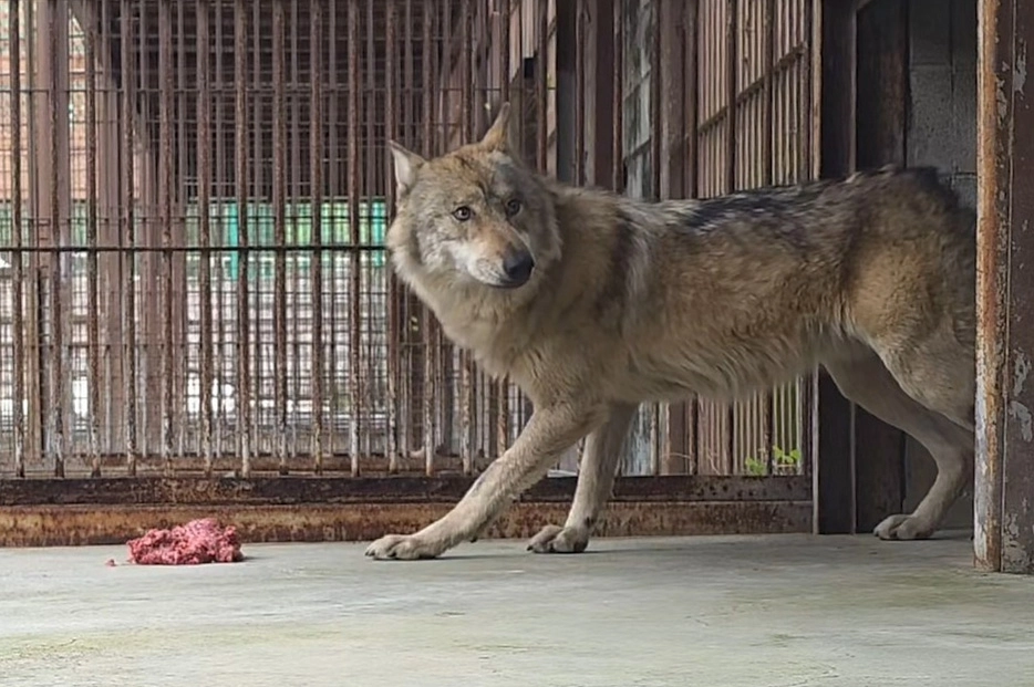 대전오월드에서 탈출했다 9일 만인 지난 17일 생포돼 돌아온 늑대 ‘늑구’가 20일 오후 2시 닭고기와 소고기 분쇄육을 먹다가 주변을 두리번거리고 있다. 2026.4.20 대전오월드 제공