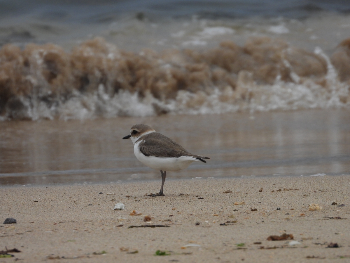 구좌읍 하도리에서 포착한 흰물떼새. 김완병 제주학연구센터장 제공