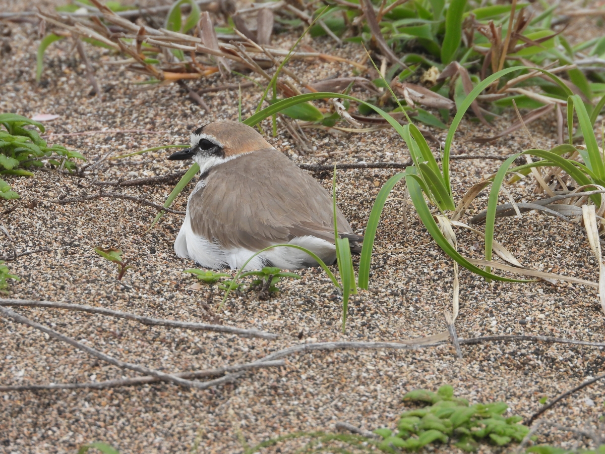 사계해안사구에서 알을 품고 있는 흰물떼새 모습. 김완병제주학연구센터장 제공