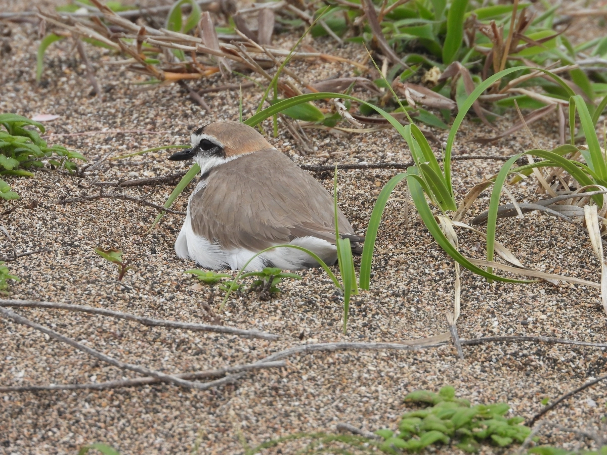 사계해안사구에서 알을 품고 있는 흰물떼새 모습. 김완병제주학연구센터장 제공