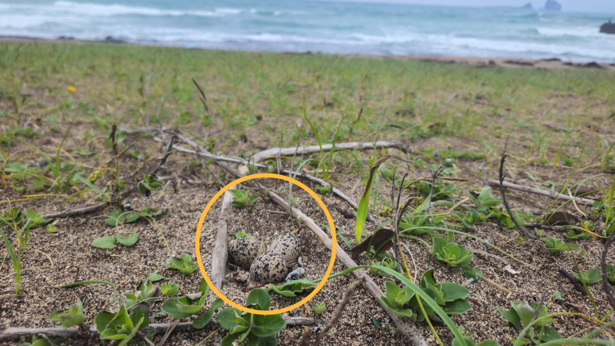 흰물떼새가 모래밭에 낳은 알. 모래색깔과 비슷하게 생겼다. 김완병 제주학연구센터 제공
