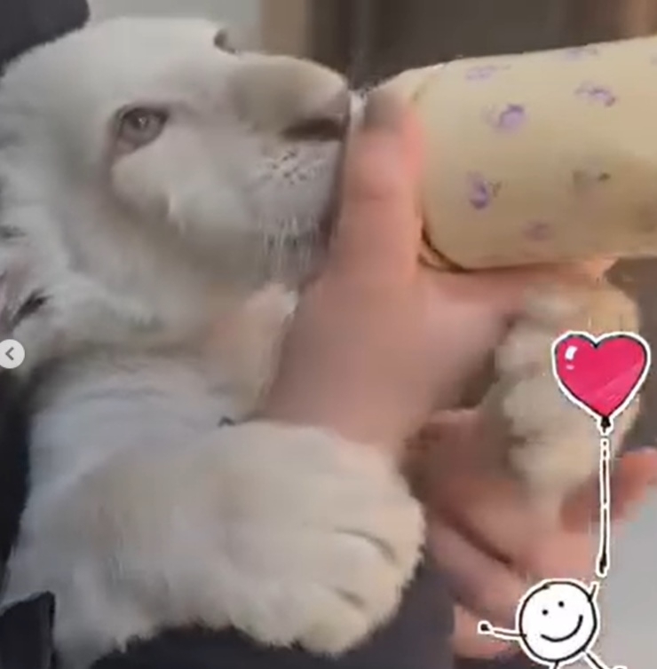 대전 중구 대전아쿠아리움에서 지난해 8월 태어난 아기 백사자 ‘보문이’. 사육사들이 인공 포육을 하며 키웠지만 선천적 희귀 질환이 악화돼 지난 2일 폐사했다. 자료 : 대전아쿠아리움 인스타그램