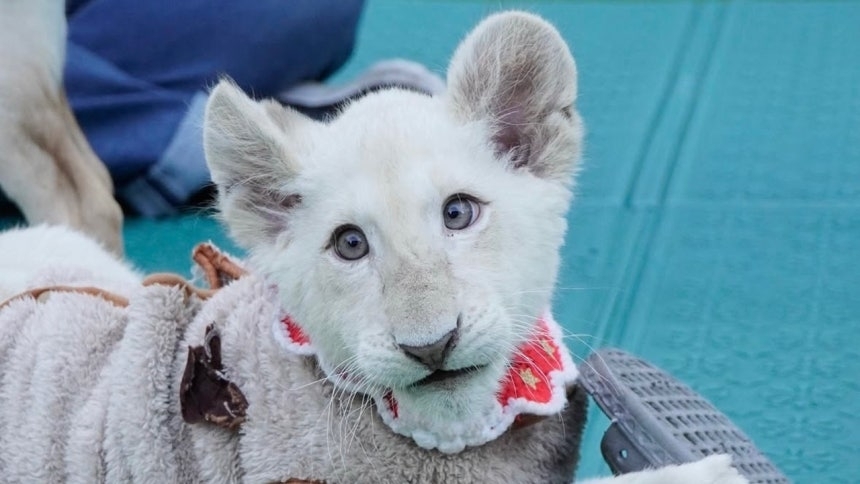 대전 중구 대전아쿠아리움에서 지난해 8월 태어난 아기 백사자 ‘보문이’. 사육사들이 인공 포육을 하며 키웠지만 선천적 희귀 질환이 악화돼 지난 2일 폐사했다. 자료 : 대전아쿠아리움 인스타그램