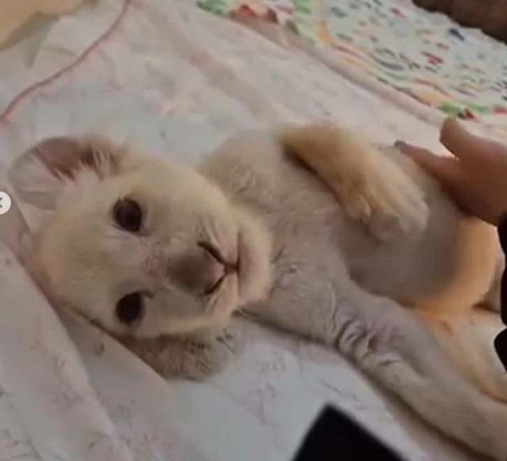 대전 중구 대전아쿠아리움에서 지난해 8월 태어난 아기 백사자 ‘보문이’. 사육사들이 인공 포육을 하며 키웠지만 선천적 희귀 질환이 악화돼 지난 2일 폐사했다. 자료 : 대전아쿠아리움 인스타그램