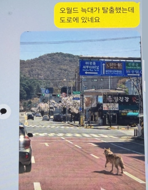 AI를 이용해 대전 오월드네거리에서 늑구가 활보 중이라는 가짜 사진. 대전경찰청 제공