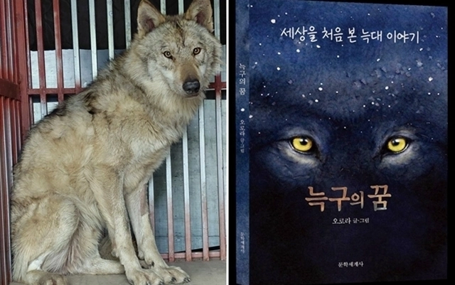 문학세계사는 대전 오월드에서 탈출한 늑대 ‘늑구’의 이야기를 바탕으로 한 창작 동화(오로라 글·그림) ‘늑구의 꿈’을 출간했다고 24일 밝혔다. 왼쪽은 탈출 9일 만인 17일 포획돼 회복 중인 늑구. 대전오월드/문학세계사 자료