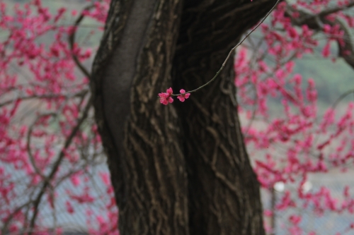 2026 화엄사 홍매화 콘테스트 대상 수상작인 ‘정적 속의 개화’. 화엄사 제공.