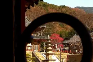화엄사 홍매 사진전 대상에 ‘정적 속의 개화’