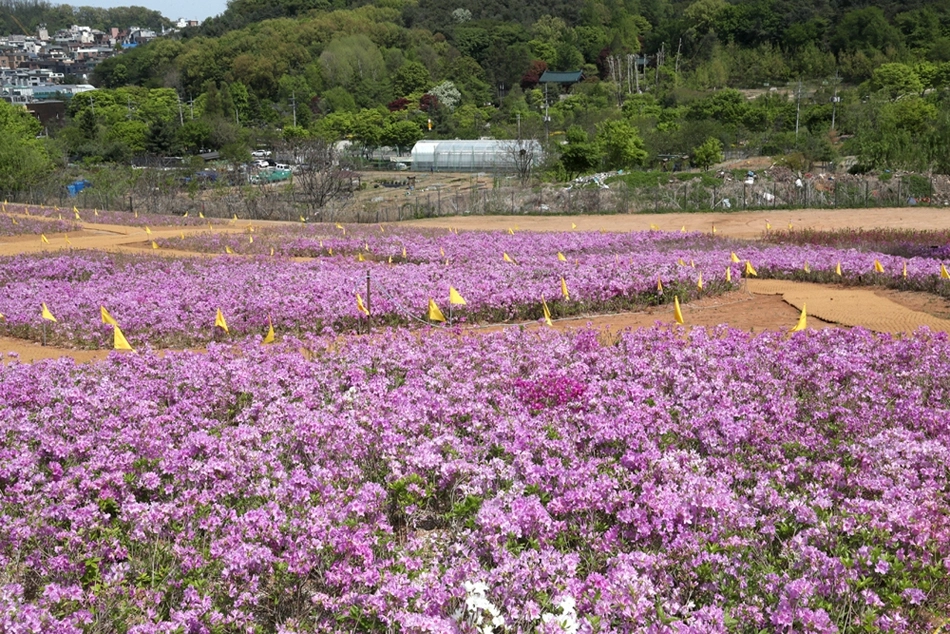 서울 관악구 관악산 낙성대지구에 마련된 ‘철쭉동산’에 지난 23일 분홍색 철쭉이 피어있다. 관악구 제공