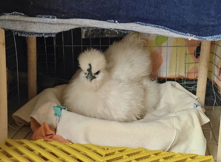 중국에서 반려동물로 인기를 끌고 있는 닭. QQ.com 캡처