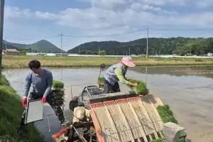담양군, ‘대숲맑은 조기햅쌀’ 첫 모내기…8월 말 조기 수확