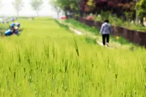 청보리밭 사잇길 산책