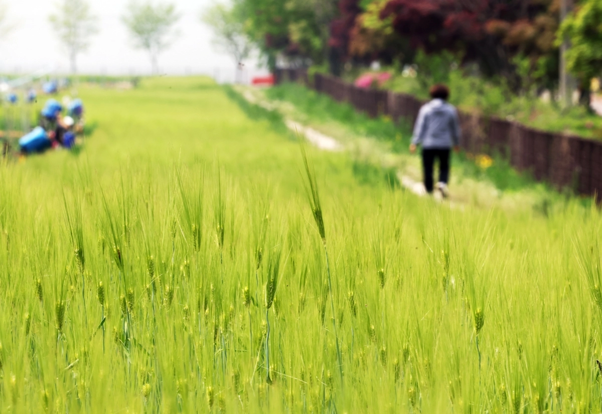 청보리밭 사잇길 산책