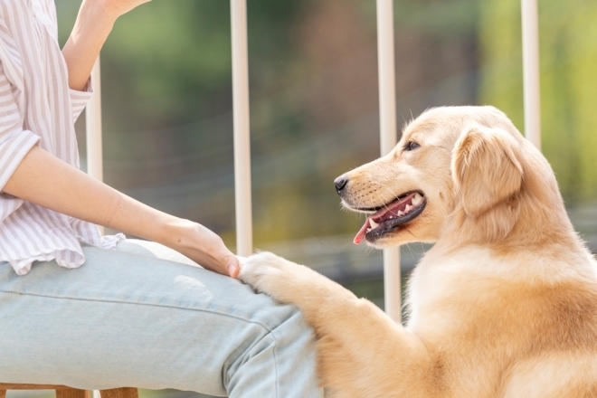반려견 자료사진. 사진은 기사 내용과 무관함. 아이클릭아트