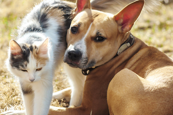 반려동물 자료사진. 사진은 기사 내용과 무관함. 아이클릭아트