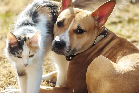 반려동물 자료사진. 사진은 기사 내용과 무관함. 아이클릭아트