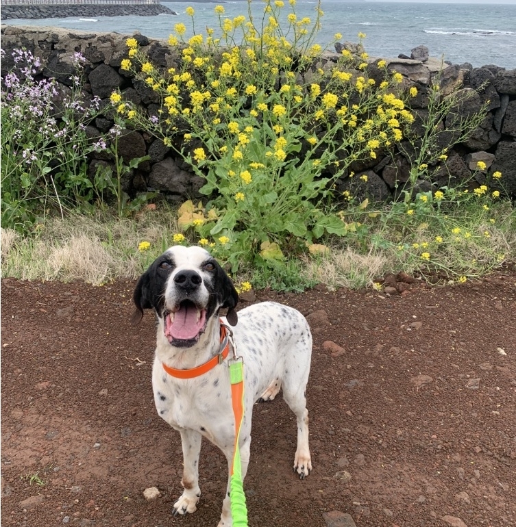 동물보호단체의 돌봄을 받고 건강을 되찾고 밝아진 조천읍에 사는 8살 마당개 ‘바다’.  제주동물권행동 나우 제공