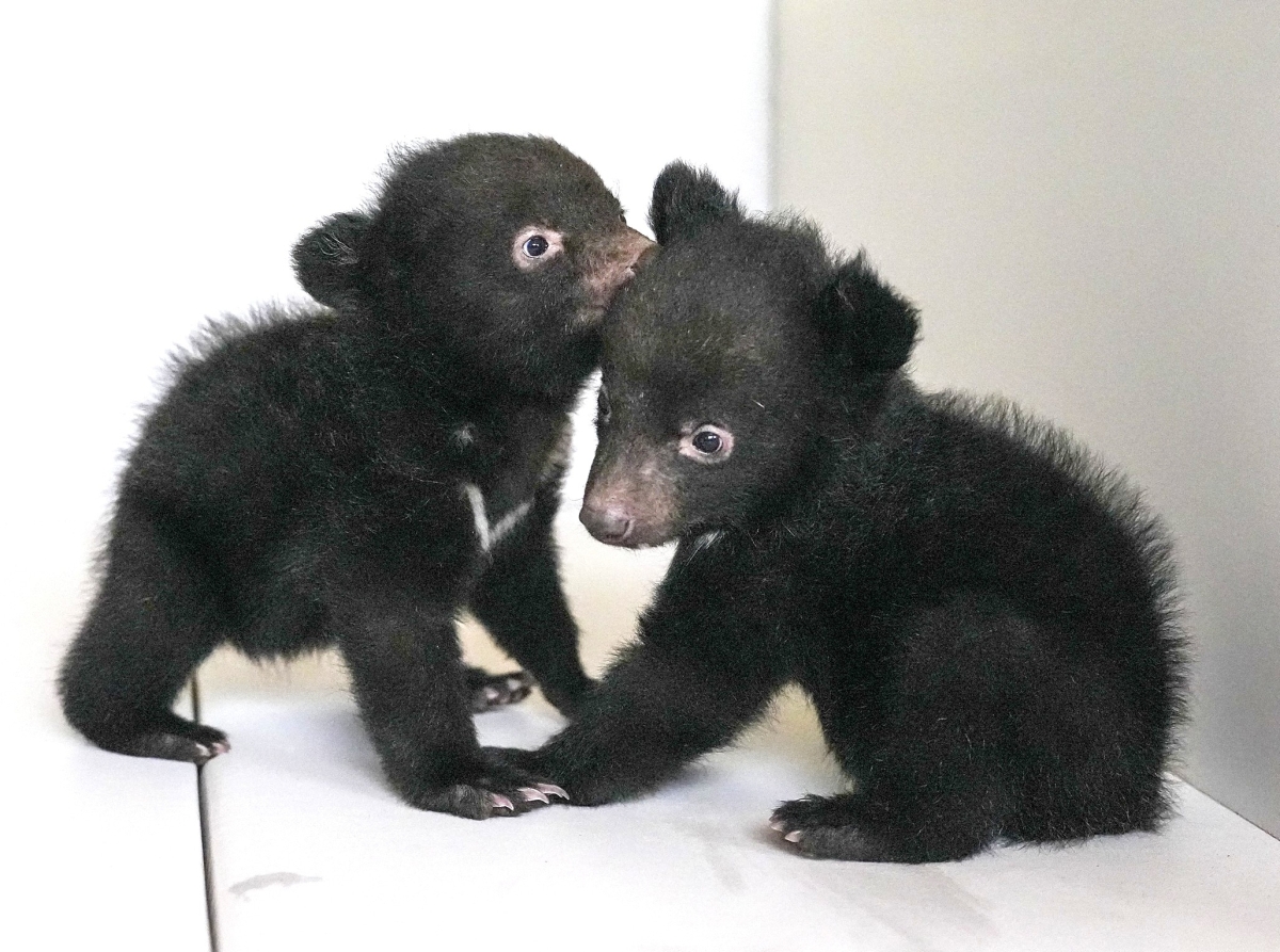 올겨울 태어난 새끼 반달곰. 베어트리파크 제공.