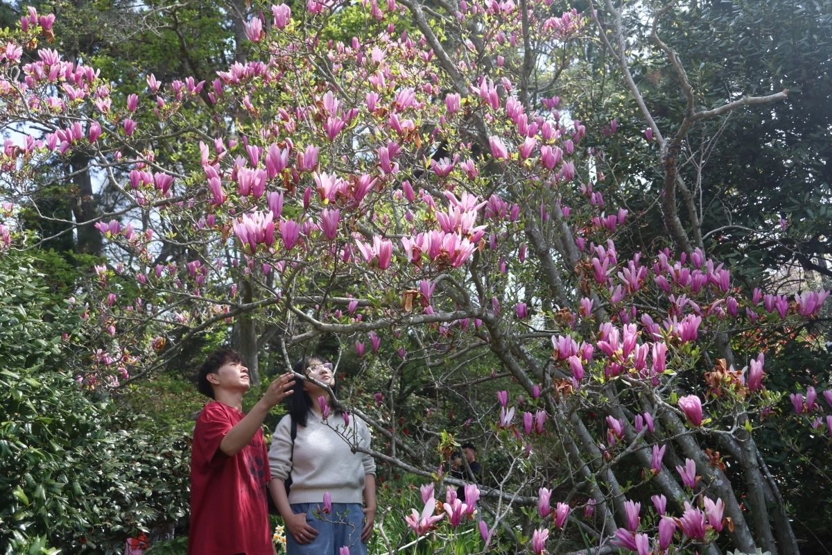 천리포수목원의 자목련. 천리포수목원 제공.