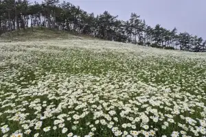 ‘자연이 그린 흰색 그림’ 신안 장산도…‘섬 샤스타데이지 축제’ 열려