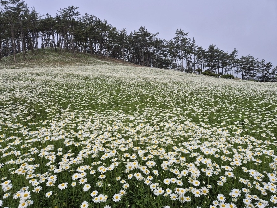 전남 신안 장산도 화이트정원에 샤스타데이지 꽃이 활짝 피었다. (신안군 제공)