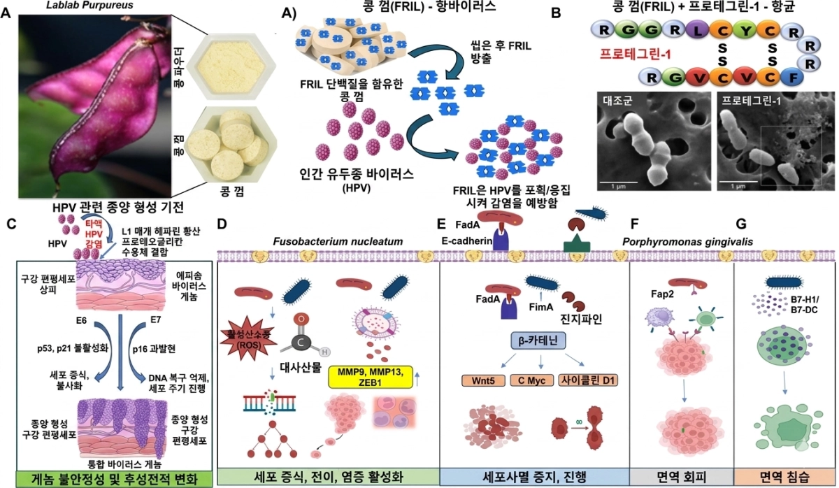 껌으로 두경부암 예방 실험 모식도. 사이언티픽 리포트 캡처