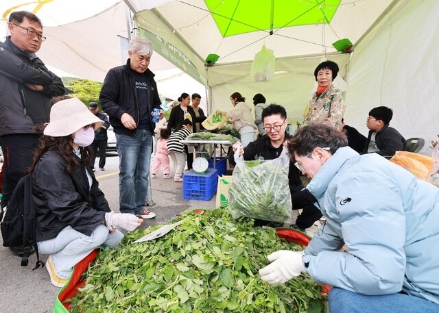 영양 산나물축제장을 찾은 관광객들이 산나물을 구매하고 있다. 영양군 제공
