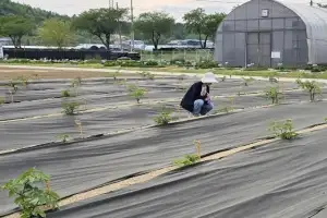 충남, 전국 최대 독활(땅두릅) 주산지…고품질 품종 육성 나서