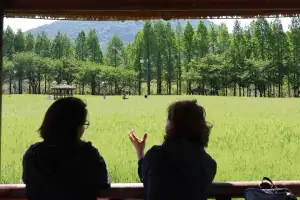 여름빛 청보리 일렁일렁
