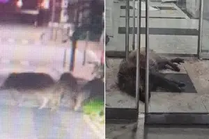 세종 도심에 멧돼지 출몰… 두 마리 사살, 한 마리는 도주