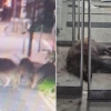 세종 도심에 멧돼지 출몰… 두 마리 사살, 한 마리는 도주