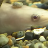 “출현 확률 300만분의 1”…‘길조의 상징’이라는 이 물고기 [포착]