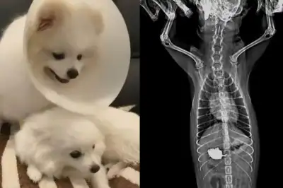 개 2마리 위장 안에 640만원어치 ‘금’ 가득…태국서 벌어진 황당 사건